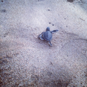 Batu Besar Baby Turtle, Accounting Play