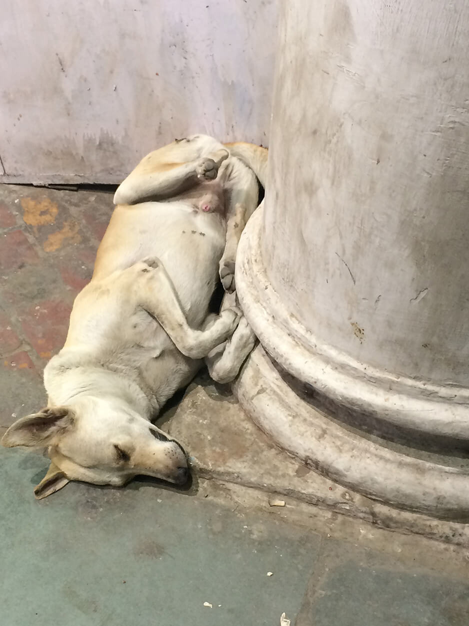 delhi-dog-sleep-accounting-play