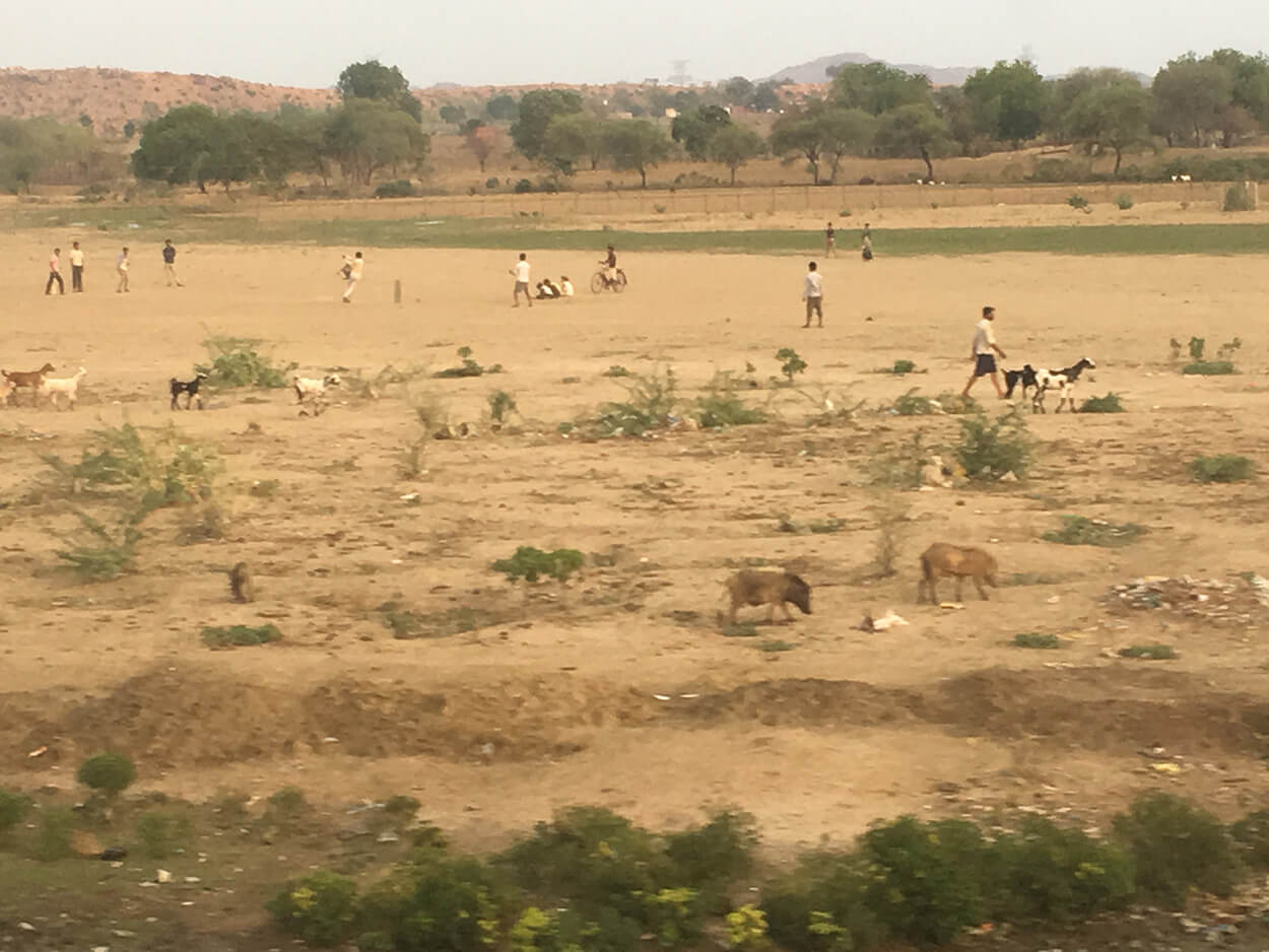 Cricket, a view from the train