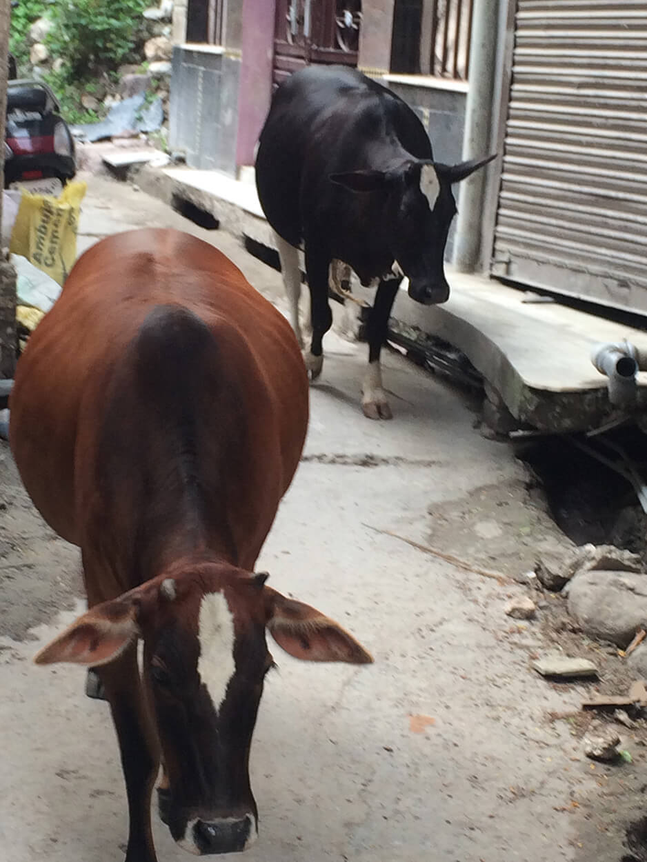 Money shot. Ambuja Cement bag in background